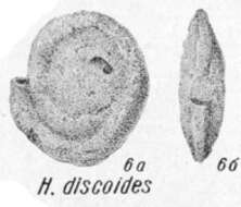 Image of Hemigordius discoides K. Miklukho-Maklay 1968