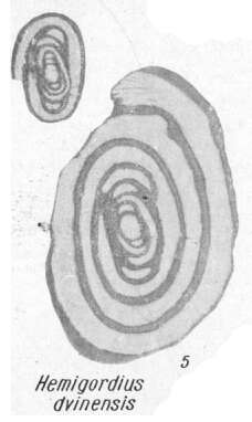Image of Hemigordius dvinensis K. Miklukho-Maklay 1968