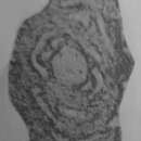 Image of Hemigordius glomospiroides Sosipatrova 1969