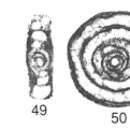 Image of Hemigordius gracilis Vdovenko 2000