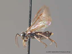 Image of <i>Paracharactus hyalinus</i>