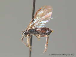 Image of <i>Paracharactus hyalinus</i>