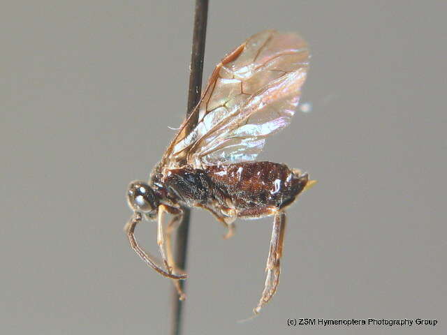 Image of <i>Paracharactus hyalinus</i>