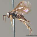 Image of <i>Caliroa varipes</i>