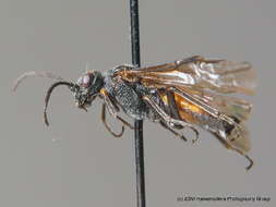 صورة <i>Dolerus yukonensis</i>