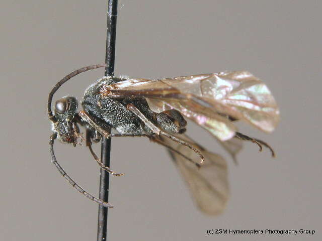 صورة <i>Dolerus yukonensis</i>