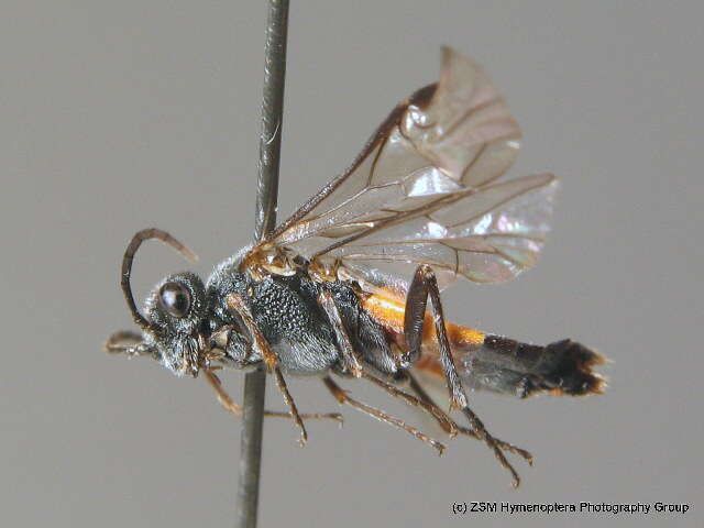 صورة <i>Dolerus yukonensis</i>