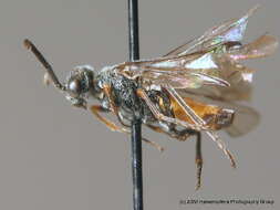 صورة <i>Dolerus yukonensis</i>