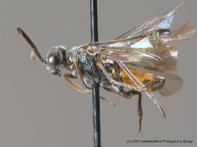 صورة <i>Dolerus yukonensis</i>