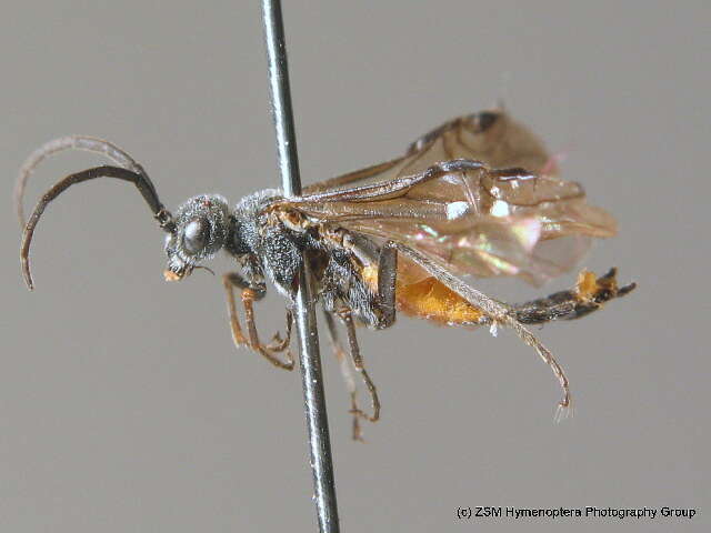 صورة <i>Dolerus yukonensis</i>