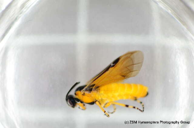 Image of rose sawfly