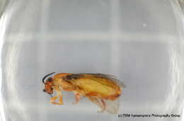Image of European pine sawfly