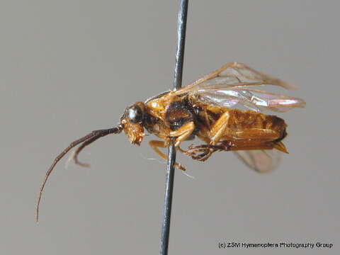 Image of Nematus nigricornis