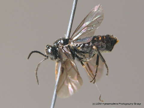 Image of Raspberry Sawfly