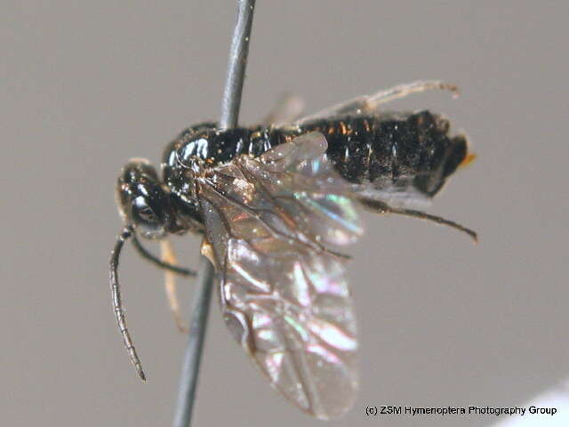 Image of Raspberry Sawfly