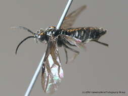 Image of <i>Empria sexpunctata</i>