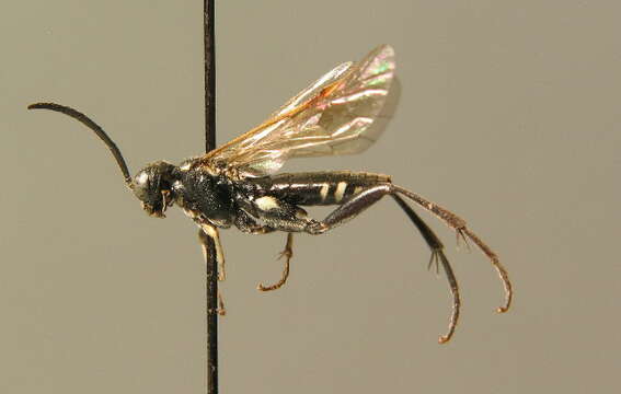 Image of <i>Macrophya <i>duodecimpunctata</i></i> duodecimpunctata