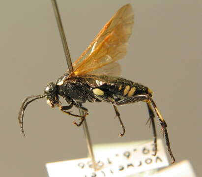 Image of <i>Macrophya <i>duodecimpunctata</i></i> duodecimpunctata