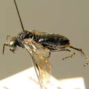 Image of <i>Macrophya ribis</i>