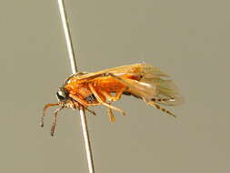 Image of <i>Athalia circularis</i>