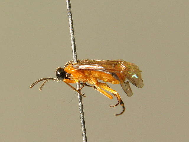 Image of <i>Athalia lugens</i>