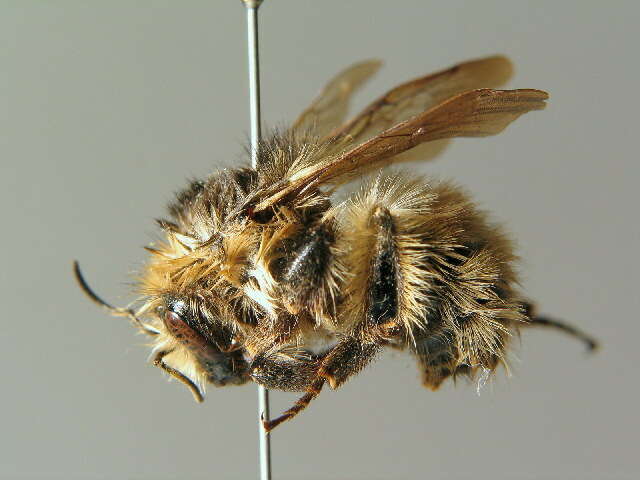 Image of Brown-banded carder bee