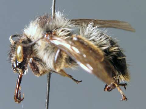 Image of Bombus mesomelas Gerstäcker 1869