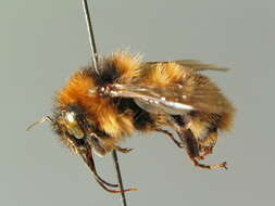 Image of short-haired bumblebee