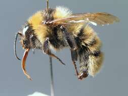 Image of short-haired bumblebee