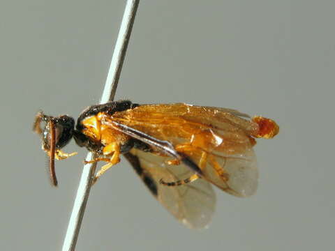 Image of rose sawfly