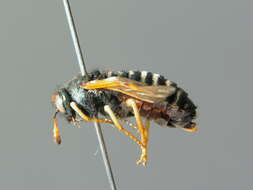 Image of <i>Abia fulgens</i>