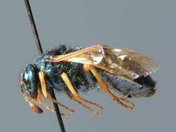 Image of <i>Abia fulgens</i>