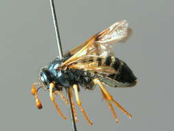 Image of <i>Abia fulgens</i>