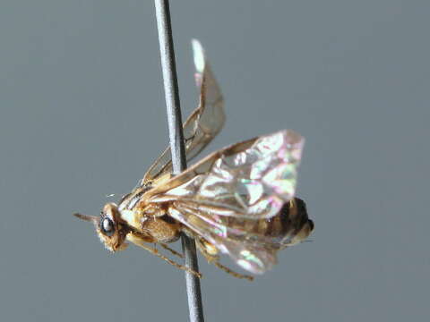 Image of European Spruce Sawfly