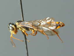 Image of <i>Acantholyda posticalis pinivora</i>