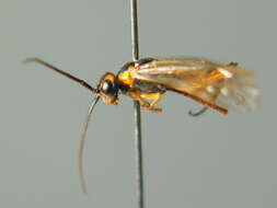 Image of Nematus nigricornis