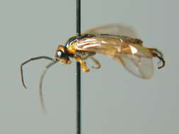 Image of Nematus nigricornis