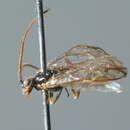 Image of Nematus frenalis