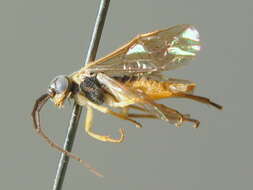 Image of Nematus myosotidis