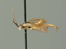 Image of <i>Nematus dissimilis</i>