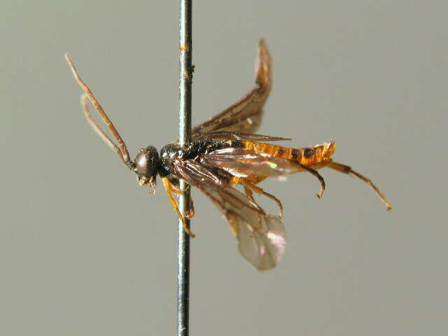 Image of <i>Nematinus fuscipennis</i>