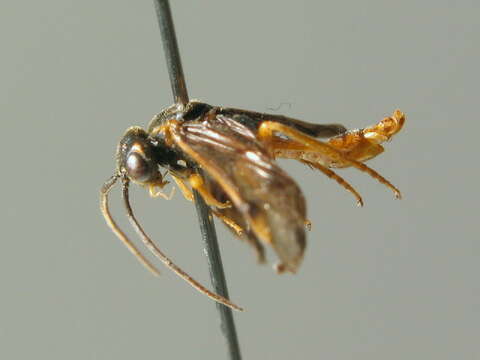 Image of <i>Nematinus luteus</i>