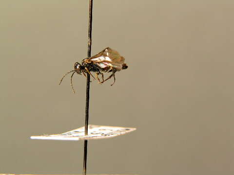 Image of Raspberry Sawfly