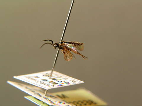 Image of Raspberry Sawfly