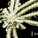 Image of Cenolia amezianeae Messing 2003