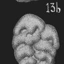 Image of Bolivina crenulata Cushman 1936