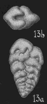 Image of Bolivina crenulata Cushman 1936