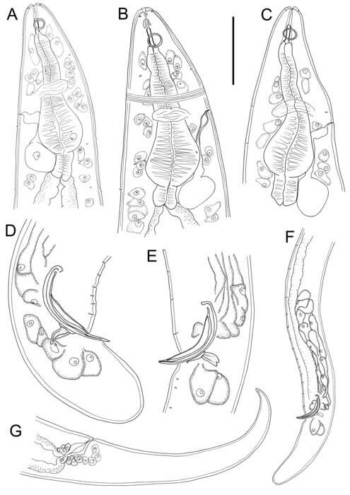 Image of Aulostomonema Leduc 2023