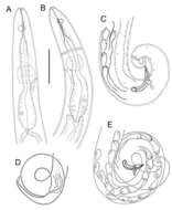 Image of Siphonolaimus curtisensillus Leduc 2023