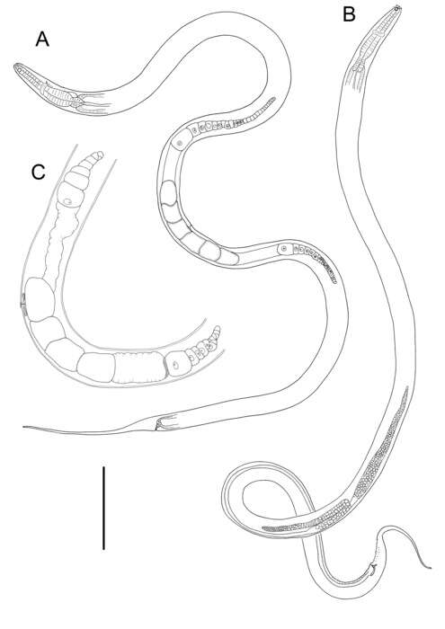 Image of Linhomoeus pycnocricus Leduc 2023